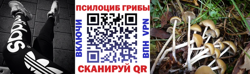 Купить где Мосальск Псилоцибиновые грибы MAGIC MUSHROOMS